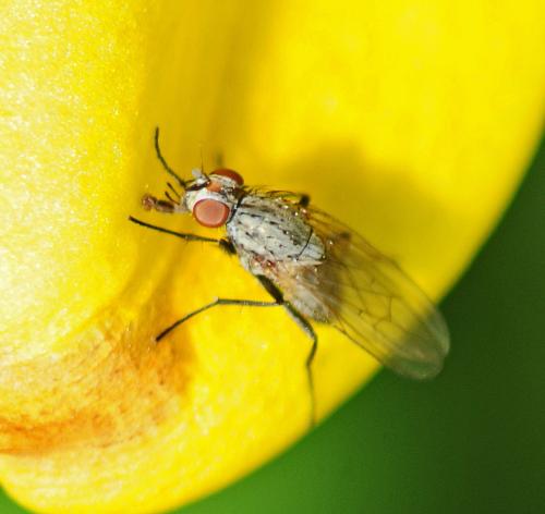 Réf. 316 949 : Anthomyiinae inconnu